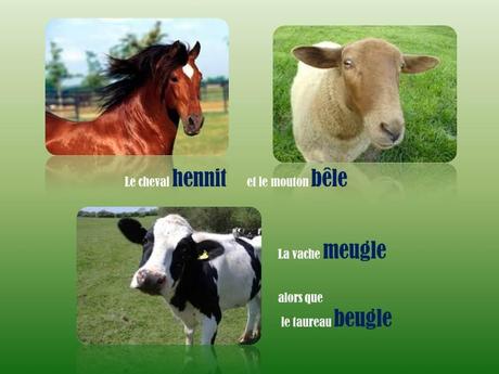 Divers - L'homme parle …mais les bêtes !!!!