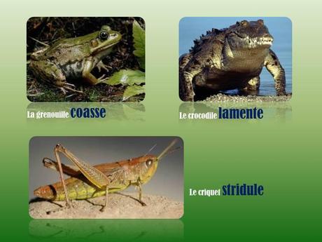 Divers - L'homme parle …mais les bêtes !!!!