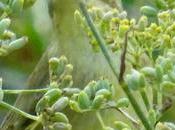 Peut-être partira-t-il mois…