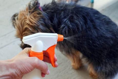 spray déodorant pour chien