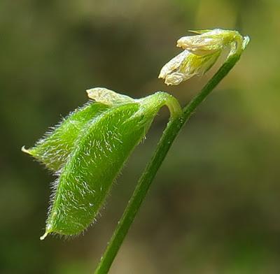 Vesce hérissée (Ervilia hirsuta)