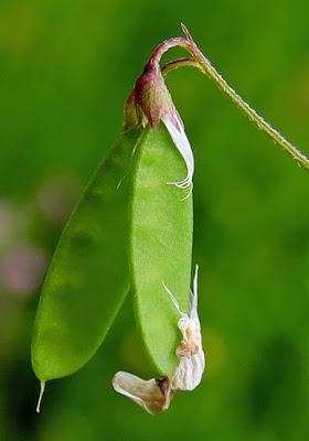 Vesce à quatre graines (Ervum tetraspermum)
