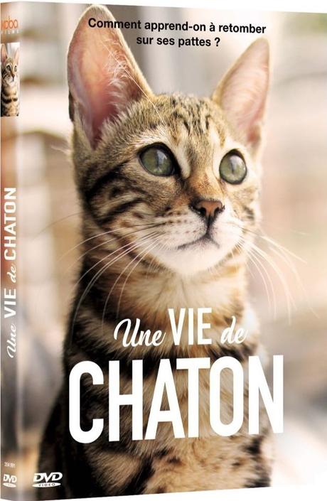 Une_vie_de_chaton