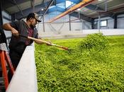 Craft beer houblon centenaire connaît heure gloire Slog Bière
