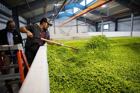Les employés des Carpenter Ranches travaillent avec le houblon du centenaire l’année dernière. Les employés des Carpenter Ranches travaillent avec le houblon du centenaire l’année dernière.