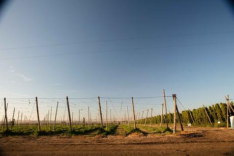 Les champs de houblon des ranchs de charpentier après la récolte des houblons (et non des vignes). Les champs de houblon des ranchs de charpentier après la récolte des houblons (et non des vignes).
