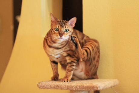 Que dois-je faire si mon chat perd ses poils ? Que dois-je faire si mon chat perd ses poils ?
