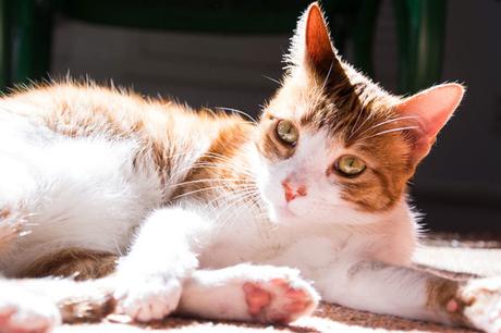 Que dois-je faire si mon chat perd ses poils ? Que dois-je faire si mon chat perd ses poils ?