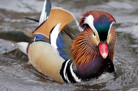 Canard Mandarin Paperblog