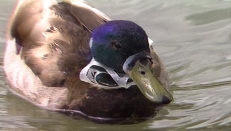 Info bière – AVANT JC. pilotes de brasserie compostables à quatre bouteilles
 – Malt