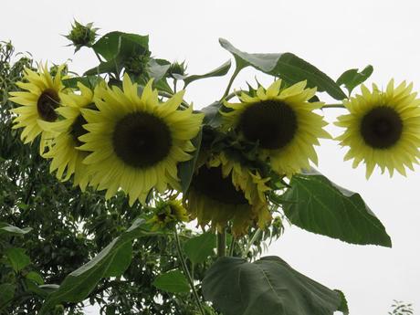 Automne ! Automne !