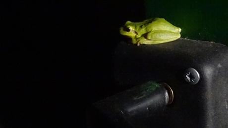 La rainette et la poignée de porte