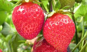 Ramène ta fraise Ramène ta fraise