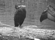 Cormoran, signe temps