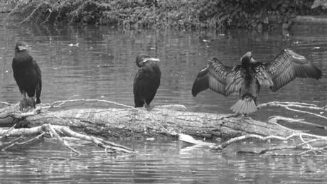 Cormoran, signe des temps