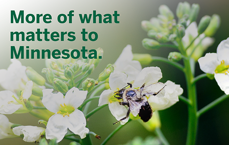 Info bière – La bière, le vin et le cidre deviennent populaires dans les stades de l'ACC
 – Houblon