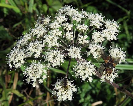 Angélique sauvage (Angelica sylvestris) Angélique sauvage (Angelica sylvestris)