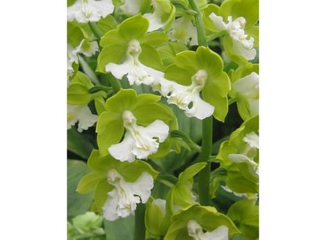 Plantes et fleurs - Les plus rares du monde - 2