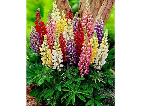 Plantes et fleurs - Les plus rares du monde - 2