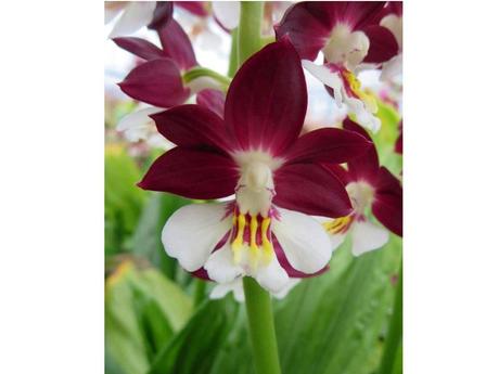 Plantes et fleurs - Les plus rares du monde - 2