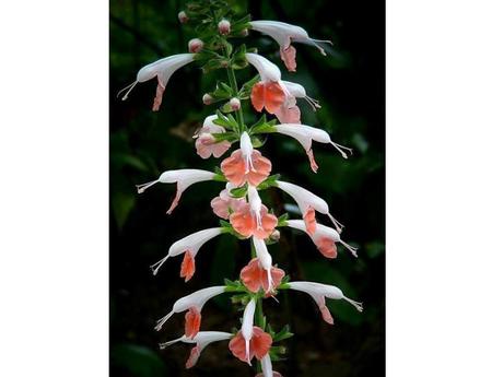 Plantes et fleurs - Les plus rares du monde - 2