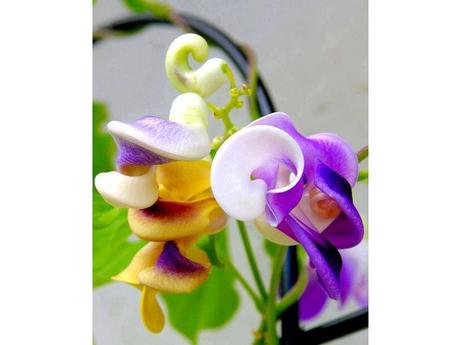 Plantes et fleurs - Les plus rares du monde - 2