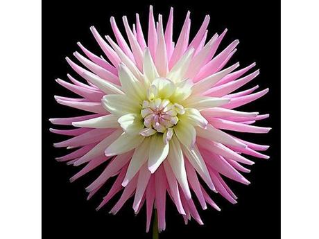 Plantes et fleurs - Les plus rares du monde - 2