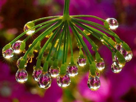 Plantes et fleurs - Les plus rares du monde - 2