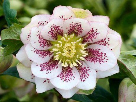 Plantes et fleurs - Les plus rares du monde - 2