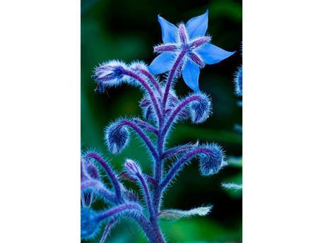 Plantes et fleurs - Les plus rares du monde - 2