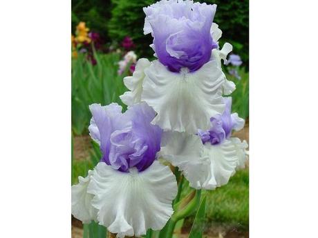 Plantes et fleurs - Les plus rares du monde - 2