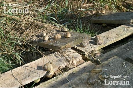 BUHL-LORRAINE.- Cette saison, 175 000 œufs d'escargots ont été mis en place sous les serres. Photo RL