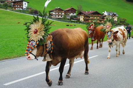 autriche tyrol zillertal zell am ziller almabtrieb