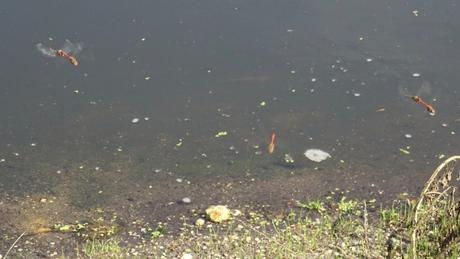 Histoire d’A chez les libellules rouges