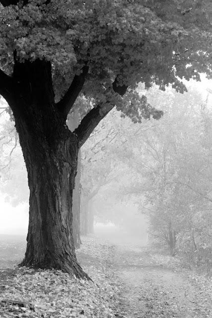 les abeilles de l'Univers