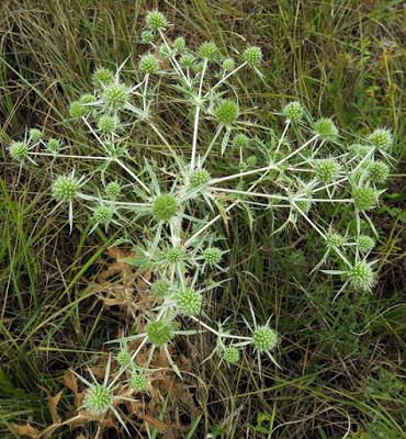 Panicaut des champs (Eryngium campestre)