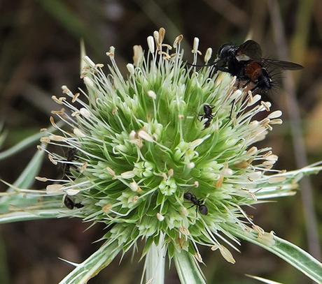 Panicaut des champs (Eryngium campestre)