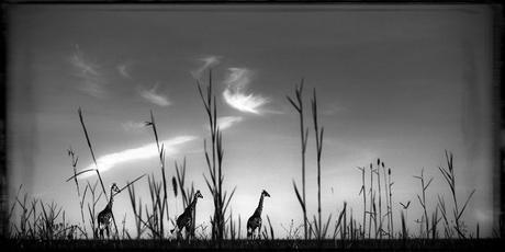 La photographie du jour