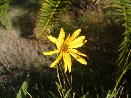 jardin,fleurs,topinambours,saison,automne,culture,nature,jardinage.