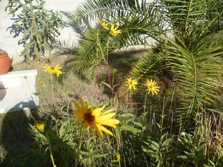 jardin,fleurs,topinambours,saison,automne,culture,nature,jardinage.