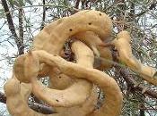 #trendsinfoodscienceandtechnology #prosopis #boulangerie Activités fonctionnelles Prosopis spp. application boulangerie