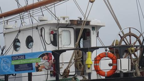 Un bel oiseau au ponton d’honneur