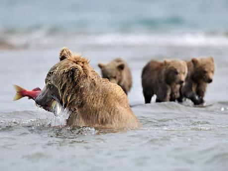 Pays Etranger - L'Extrême Orient-Russe