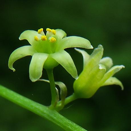 Tamier (Dioscorea communis)