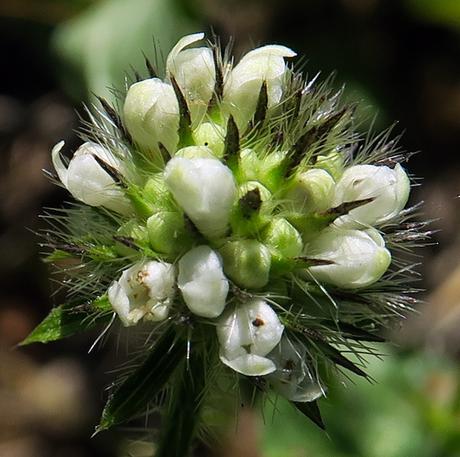 Cardère velue (Dipsacus pilosus)