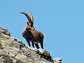 290px-Bouquetin_en_Vanoise.JPG