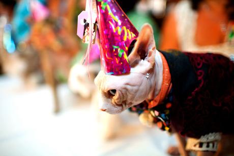 Le défilé de mode de chats a lieu chaque mois d'août dans l'hôtel Algonquin. Credit : Katie Sokoler