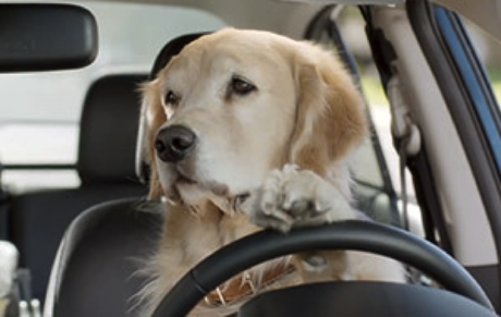 Uber lance Uber Pet, pour voyager avec son animal de compagnie