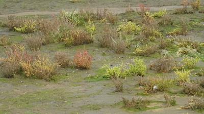 Les couleurs de la salicorne