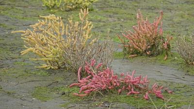 Les couleurs de la salicorne
